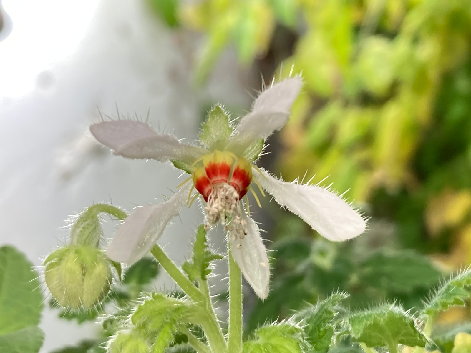 Blumenbachia insignis Seeds — Seeds
