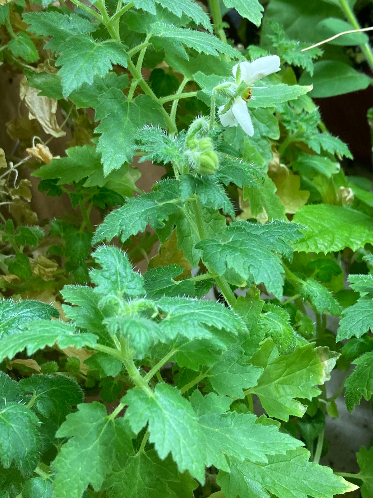 Blumenbachia insignis Seeds — image 2