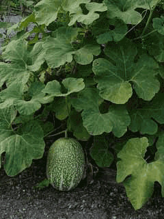 Chilacayote Seeds, Cucurbita ficifolia — owner reference image (below display resolution)
