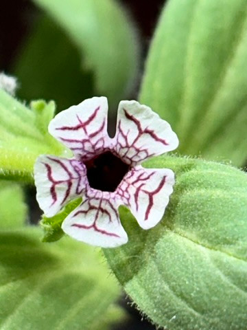 Diplacus pictus Seeds — image 1