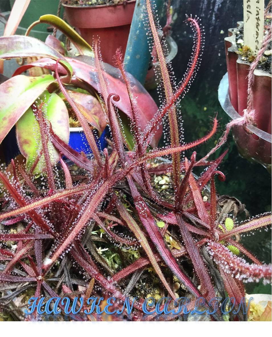 Drosera adelae — Sundew