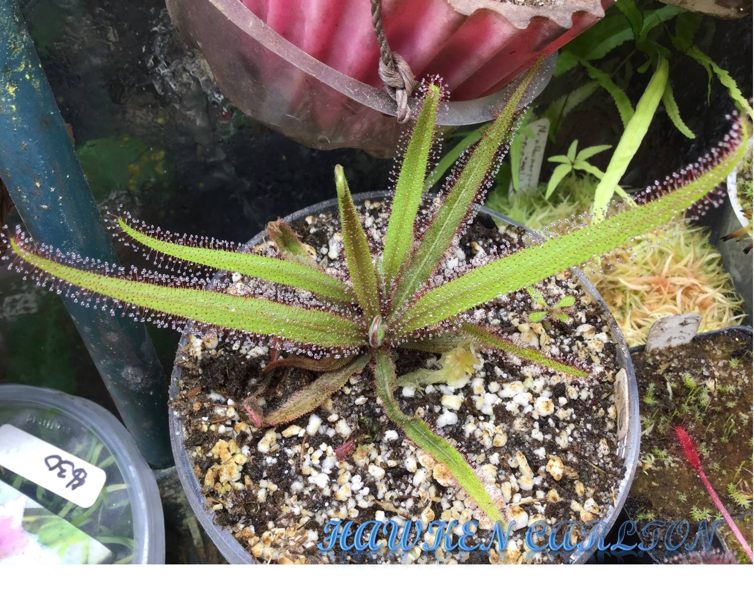 Drosera adelae — image 2