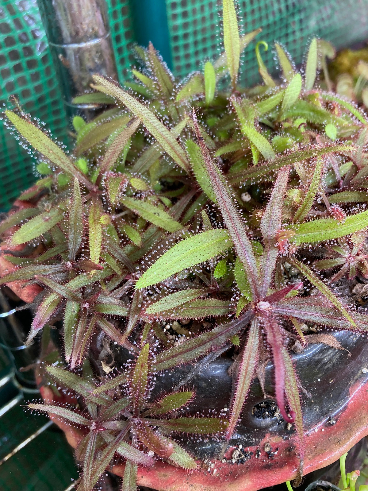 Drosera adelae — image 3