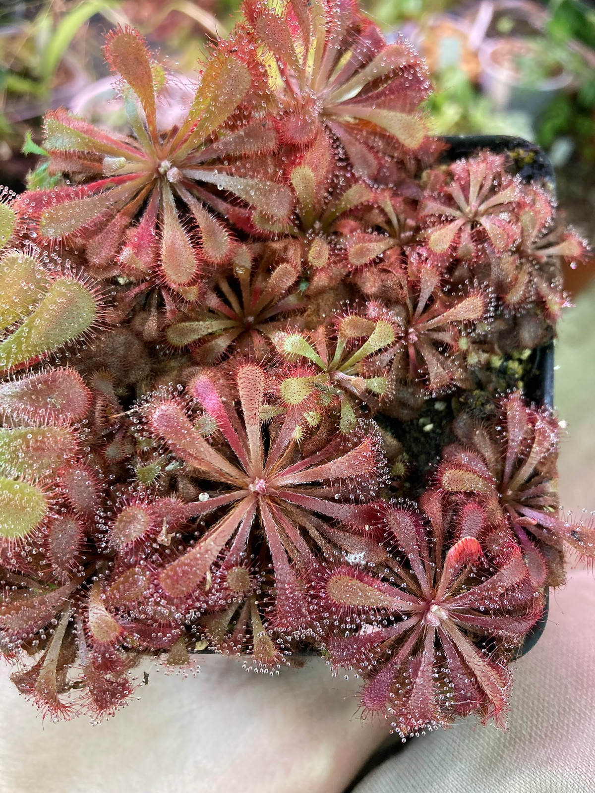 Drosera aliciae x nidiformis — image 2