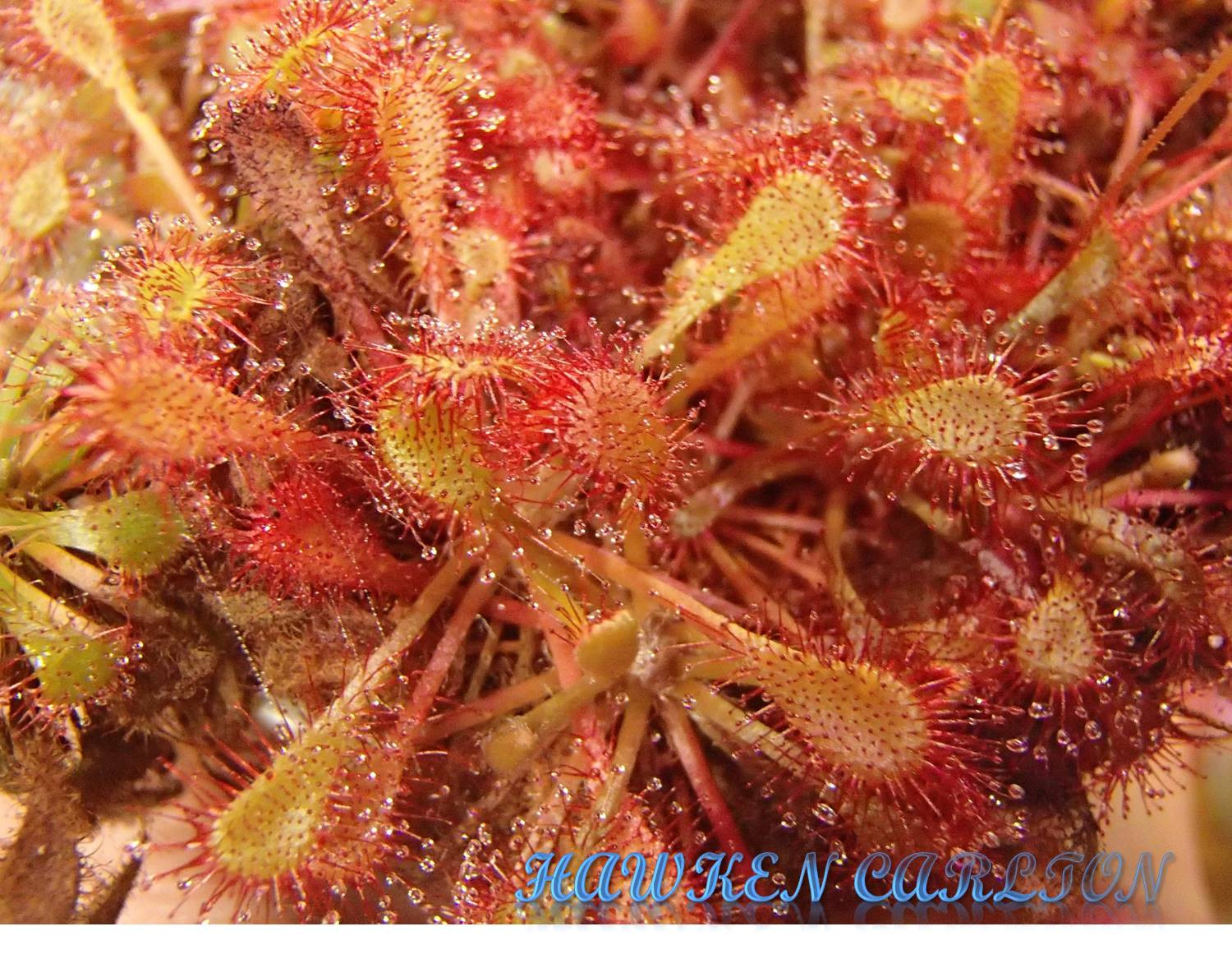 Drosera anglica "Alakai Swamp, HI" x spatulata ('Tamlin' x "Sydney") — Sundew