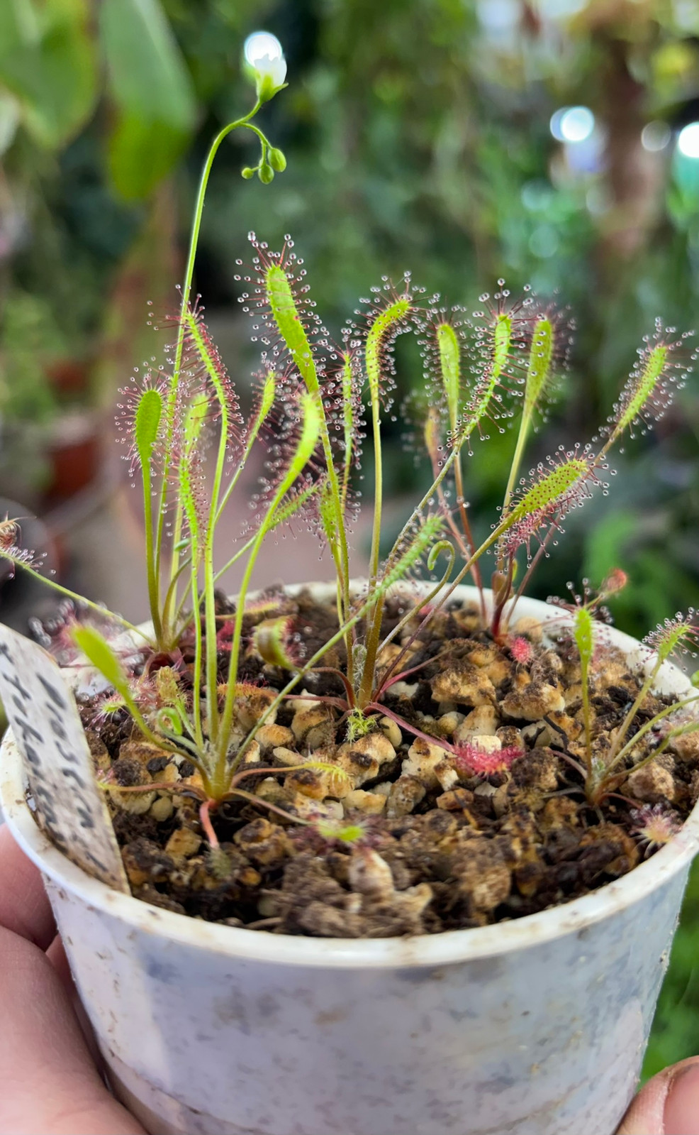 Drosera anglica "British Columbia" Seeds — Sundew