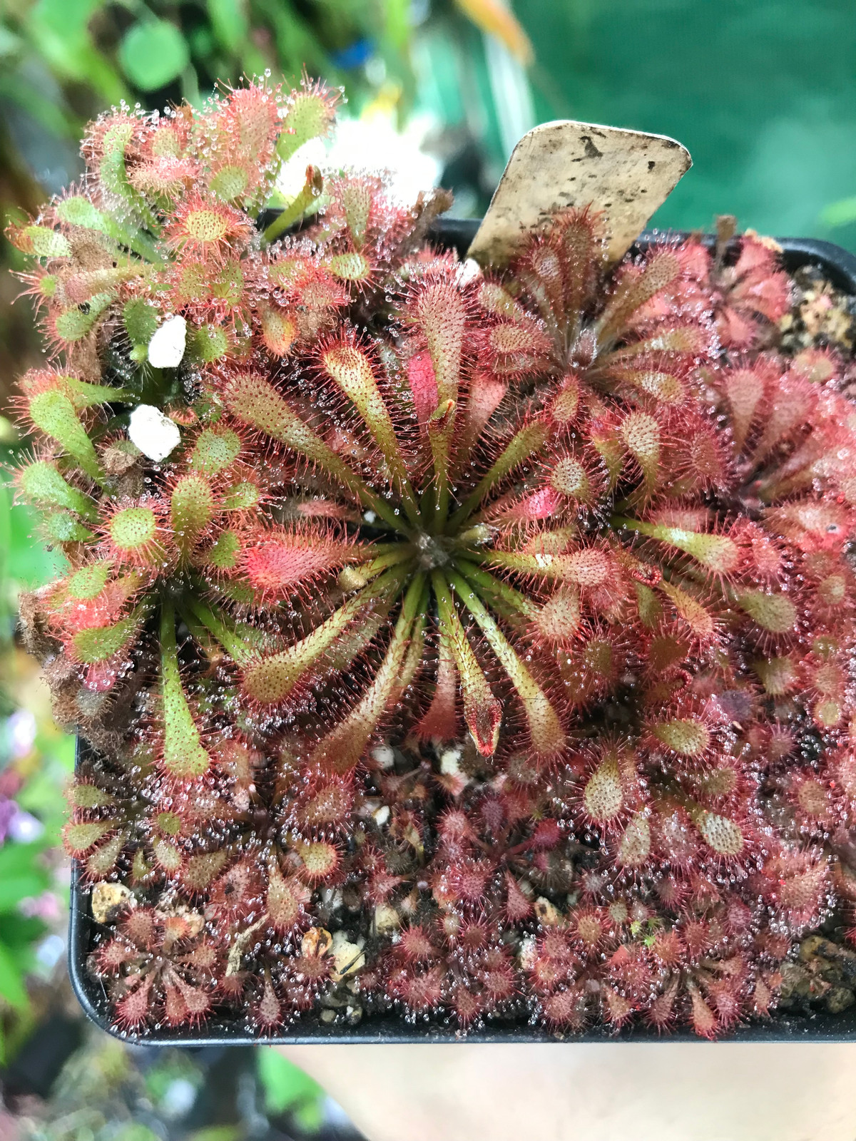 Drosera filiformis var. floridana x sp. Lantau Island — image 2