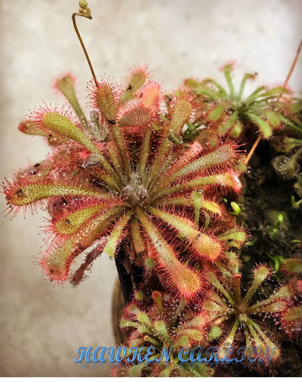 Drosera "Florida Giant" x sp. Lantau Island — Sundew