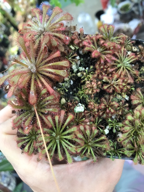 Drosera "Florida Giant" x sp. Lantau Island — image 2
