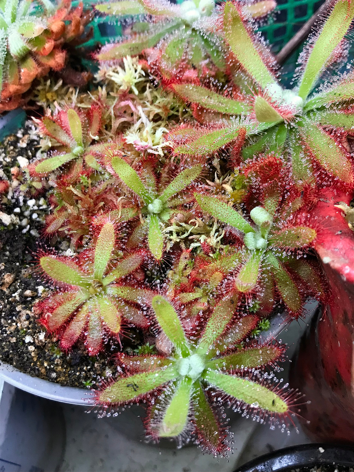 Drosera graomogolensis — image 2