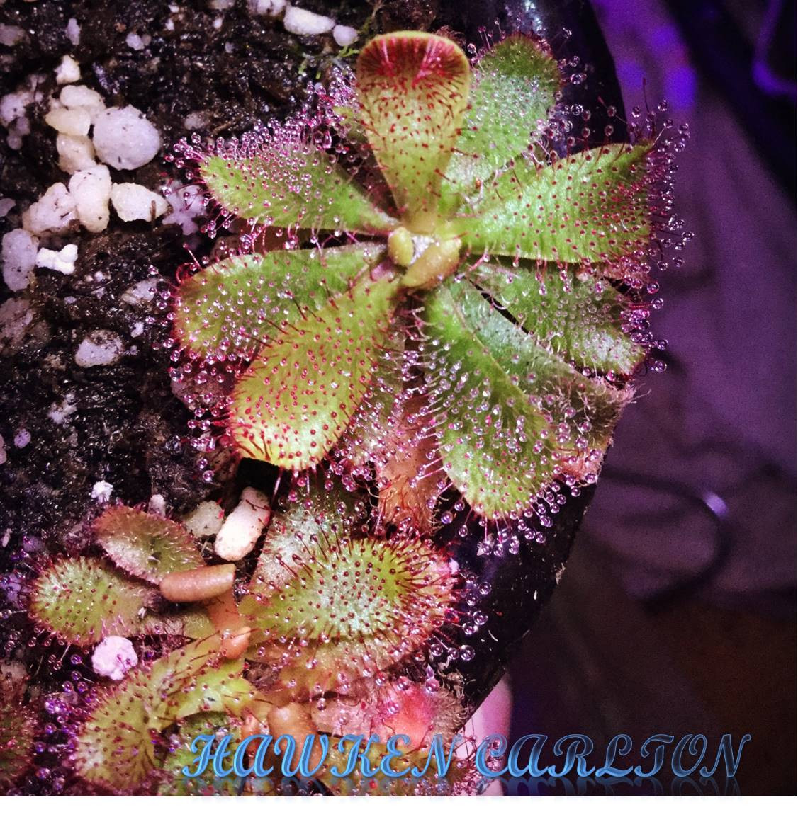 Drosera hamiltonii — Sundew