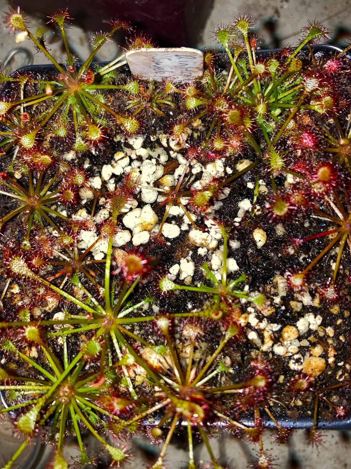 Drosera intermedia "Roraima State, Brazil" x oblanceolata "Sunset Peak" — image 3