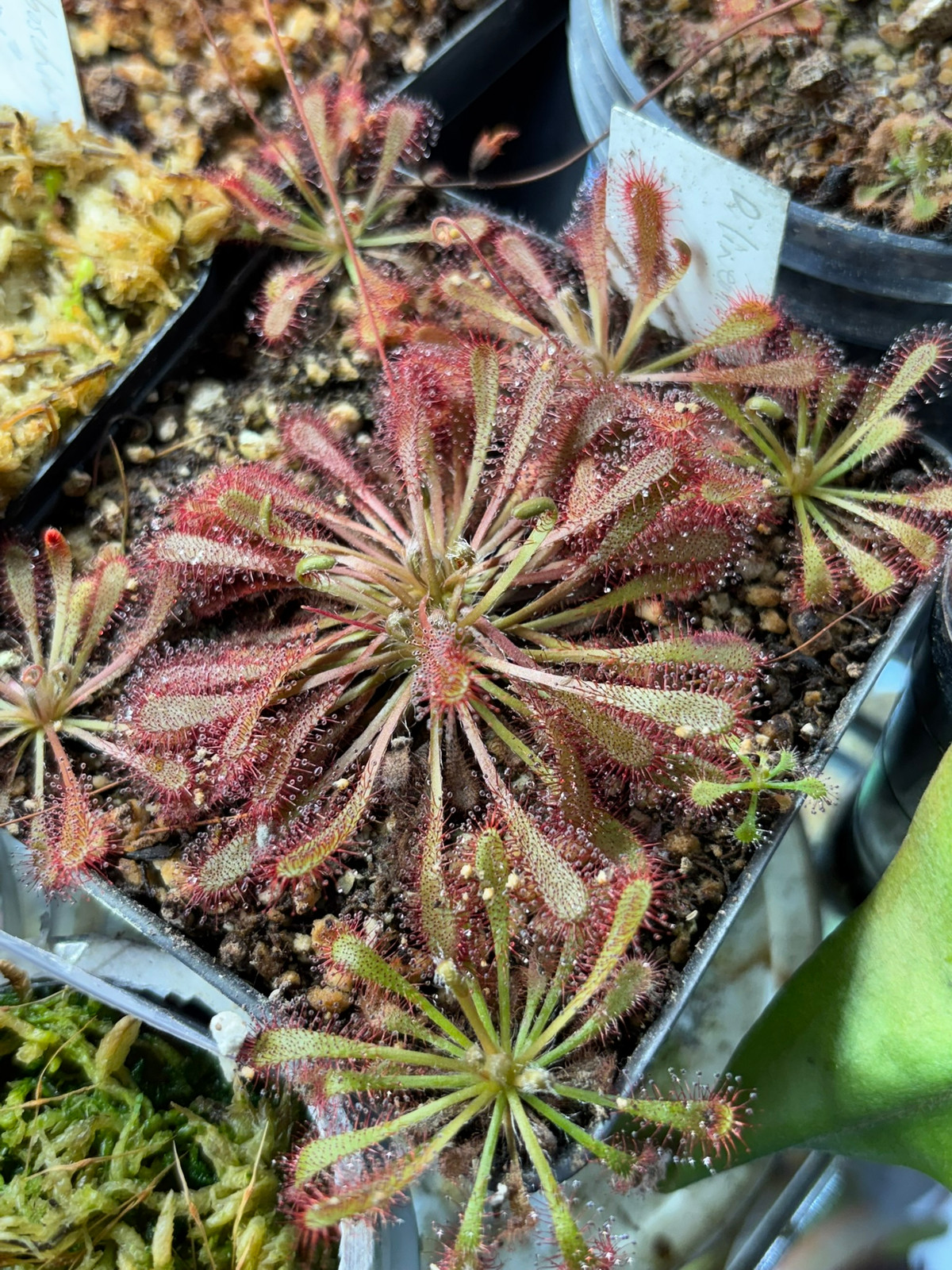 Drosera linearis x spatulata Fraser Island — Sundew