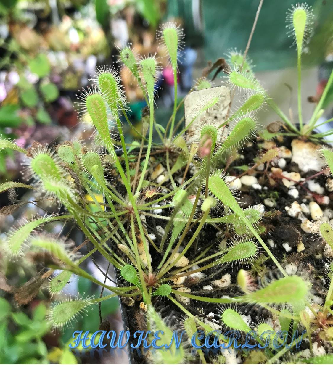 Drosera nidiformis — Sundew