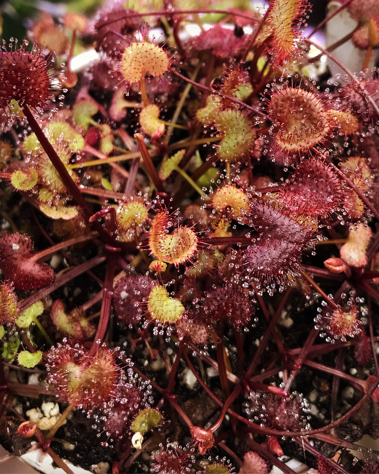 Drosera prolifera — image 2