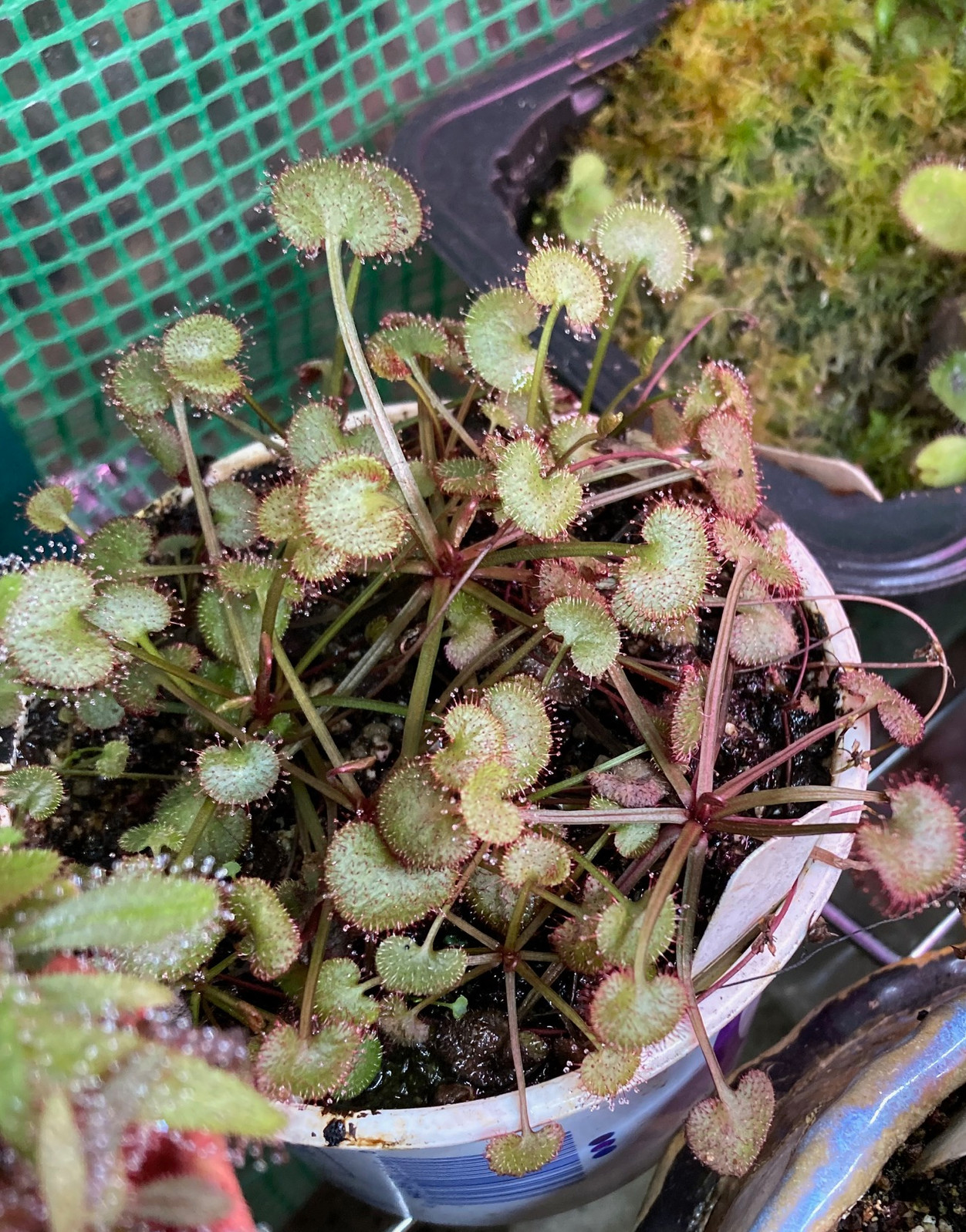 Drosera prolifera — image 4