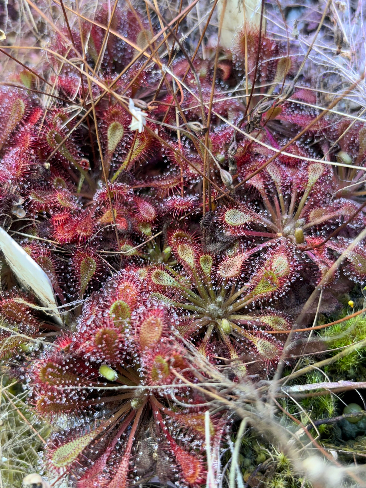 Drosera 'Scarlet Tears' — image 2