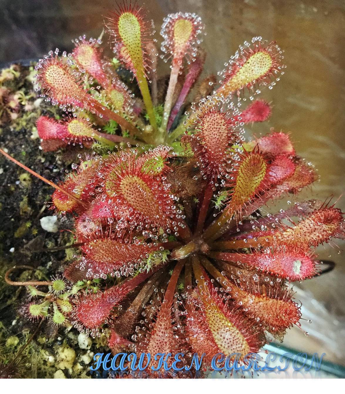 Drosera sp. Lantau Island x capensis "Red Leaf" — Sundew