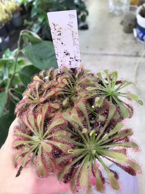 Drosera sp. Lantau Island x capensis "typical" — image 2