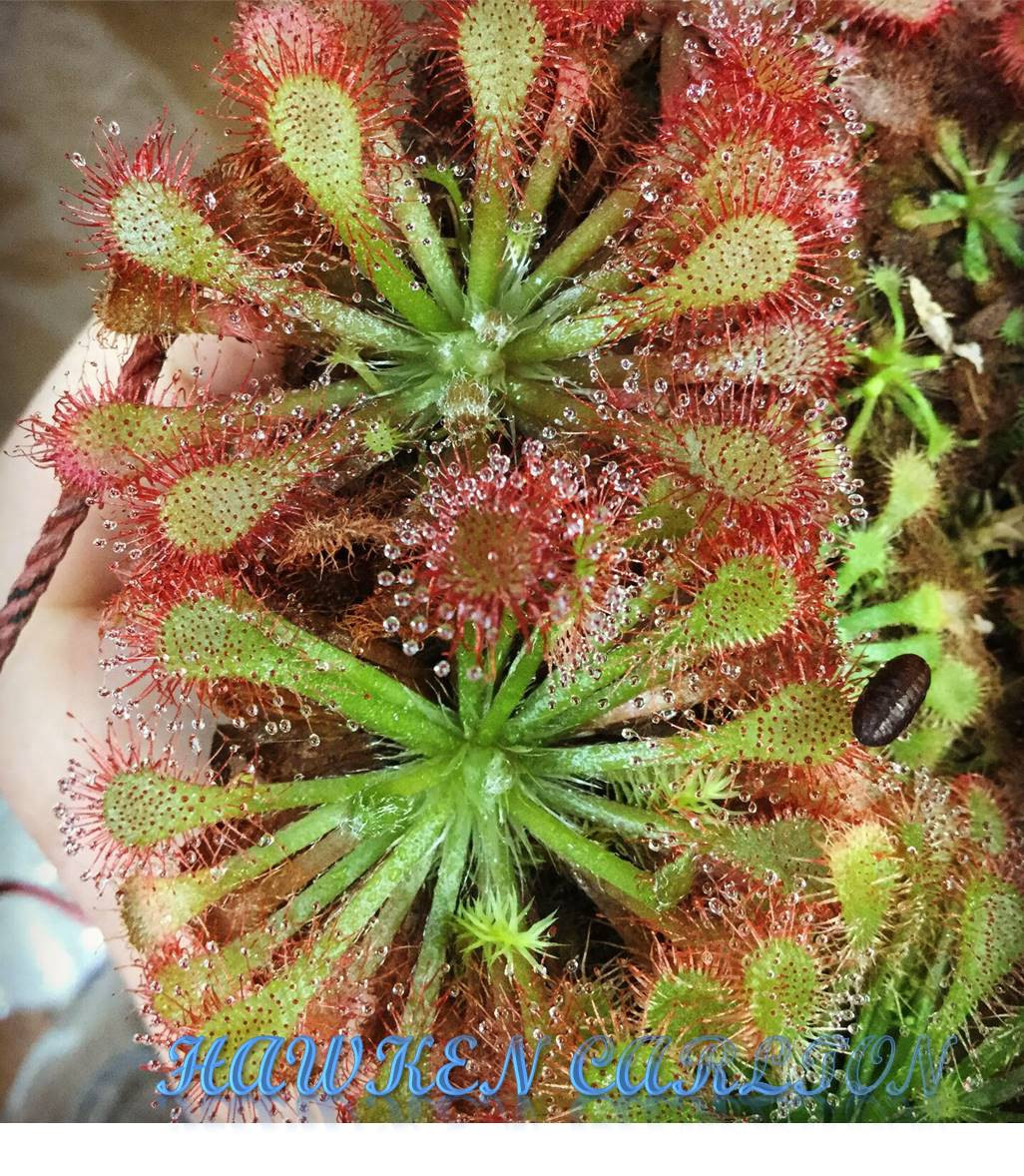 Drosera sp. Lantau Island x tokaiensis — Sundew