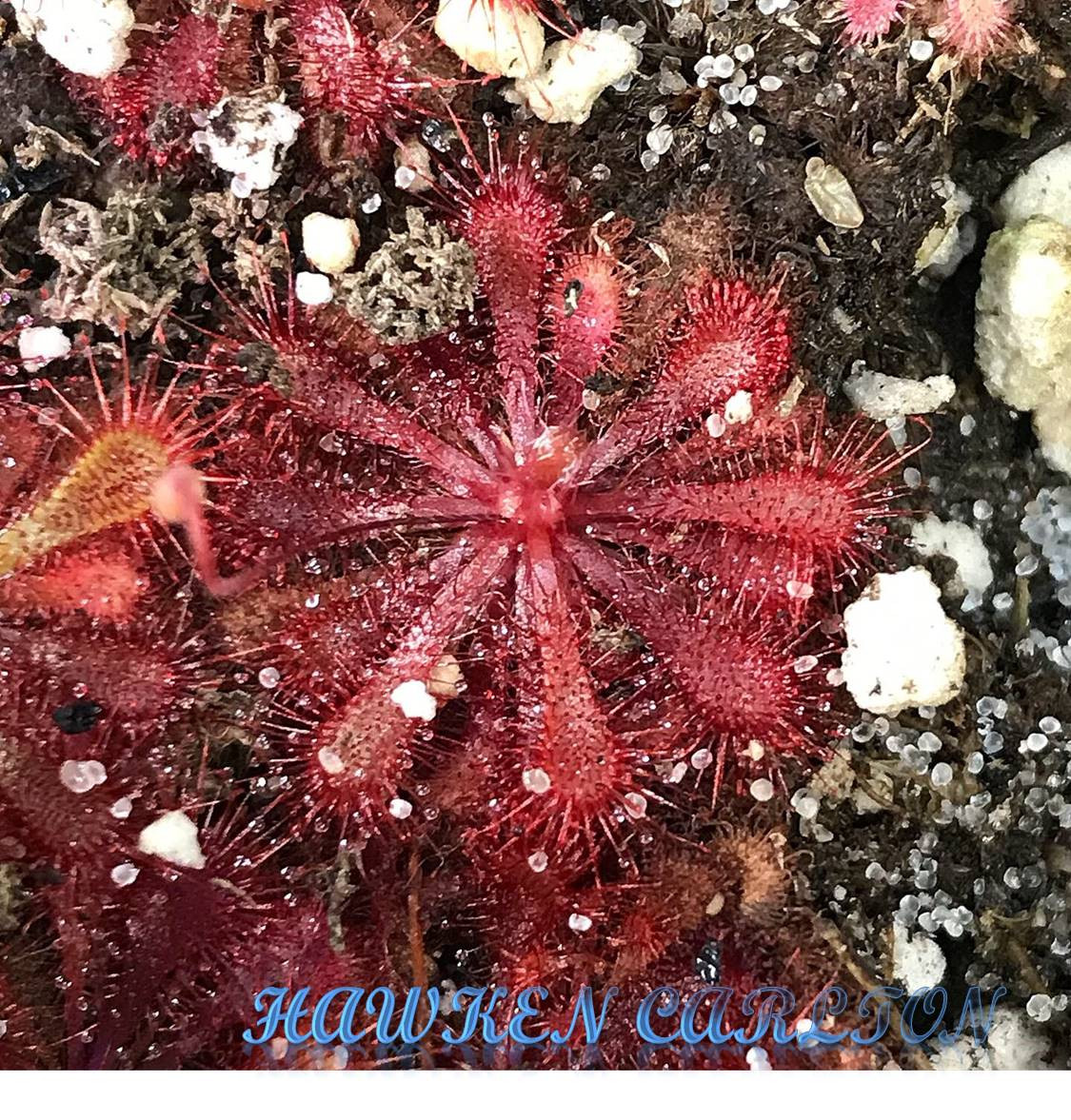 Drosera spatulata "Beenak, Victoria Au" — Sundew