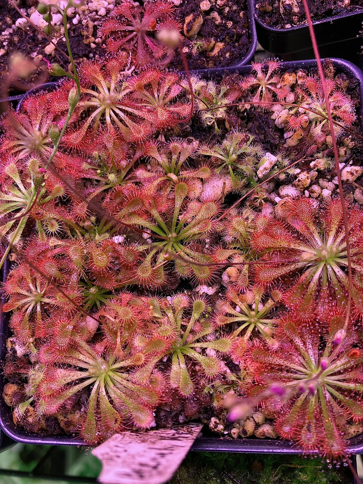Drosera spatulata "Beenak, Victoria Au" — image 3