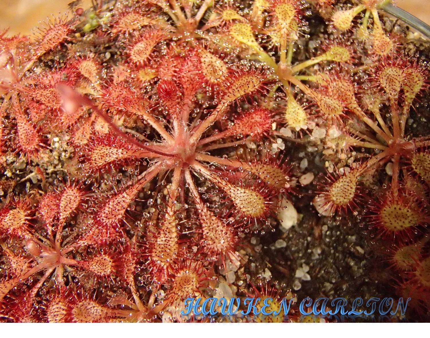 Drosera spatulata "Royal Natl. Pk. Sydney" x anglica "Oregon" — Sundew
