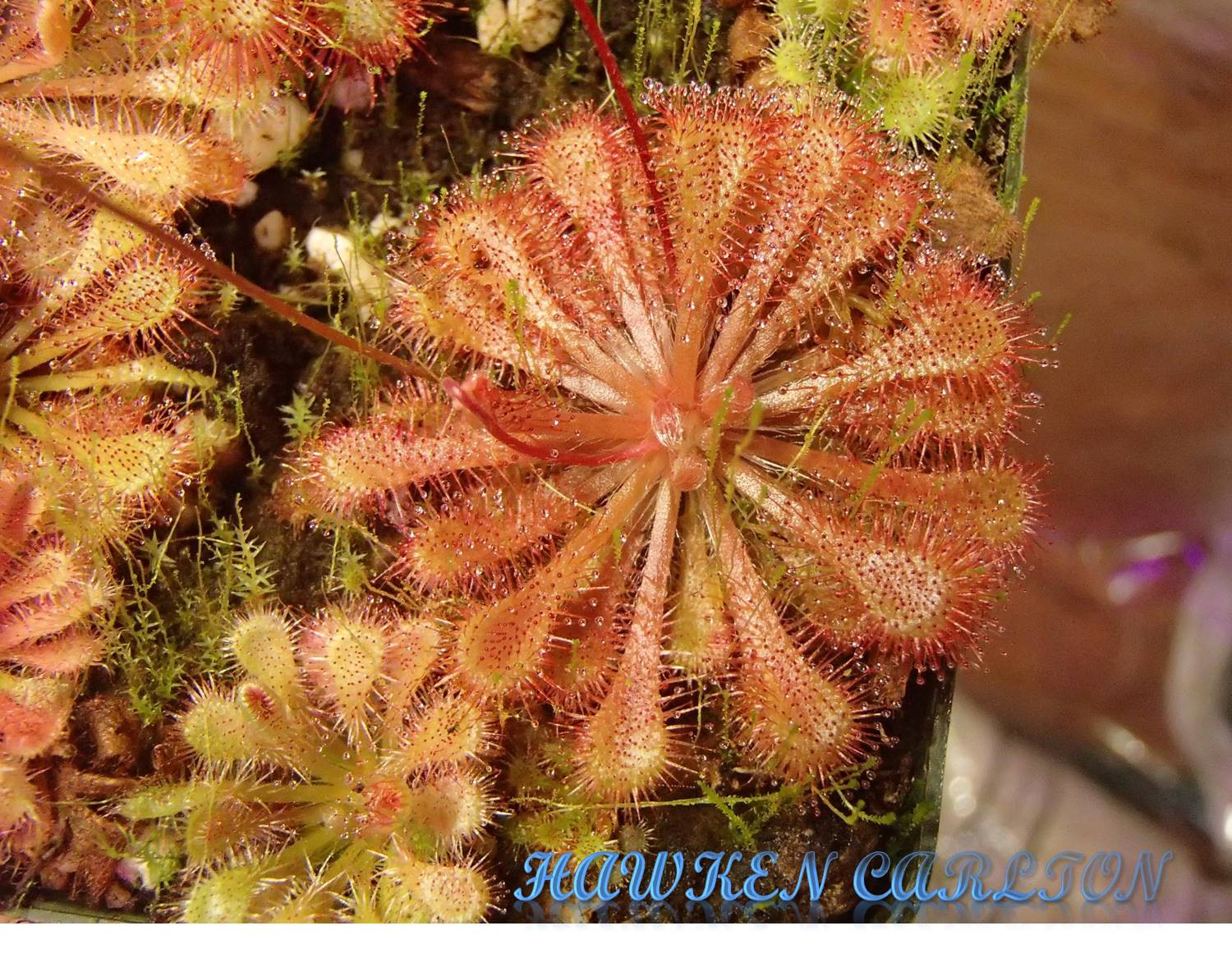 Drosera spatulata "white flower" x tokaiensis — Sundew