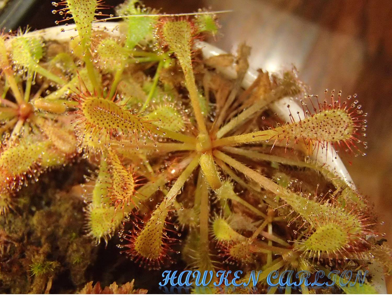 Drosera tokaiensis x capensis "typical" — Sundew