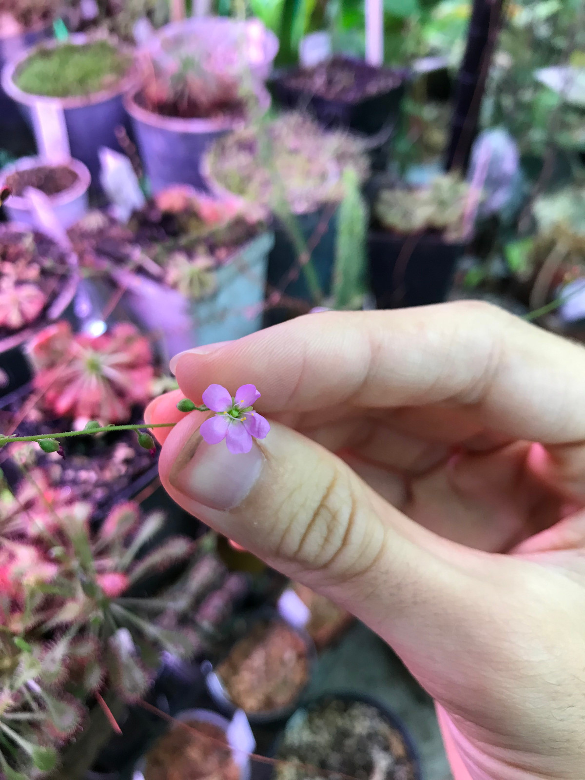 Drosera tokaiensis x capensis "typical" — image 2