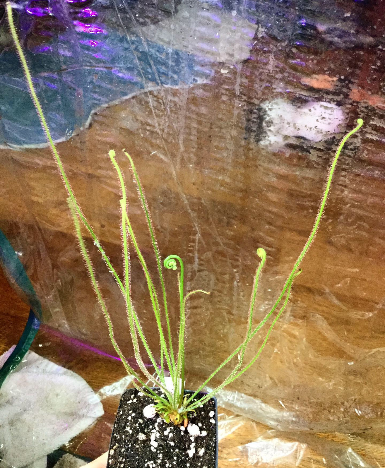 Drosera x californica — Sundew