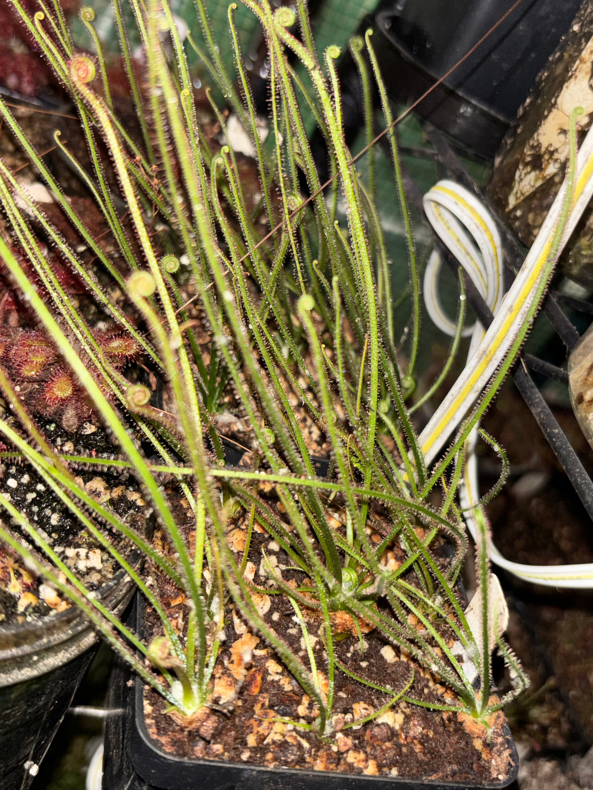 Drosera x californica — image 2