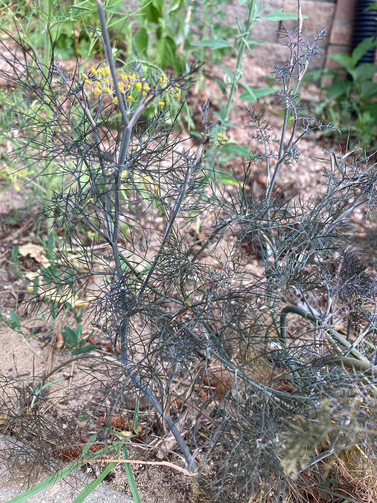 Foeniculum vulgare "Bronze" — Companion plant