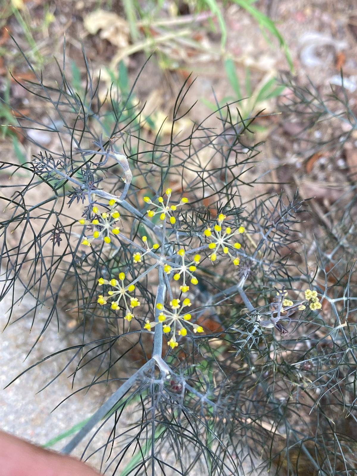 Foeniculum vulgare "Bronze" — image 2