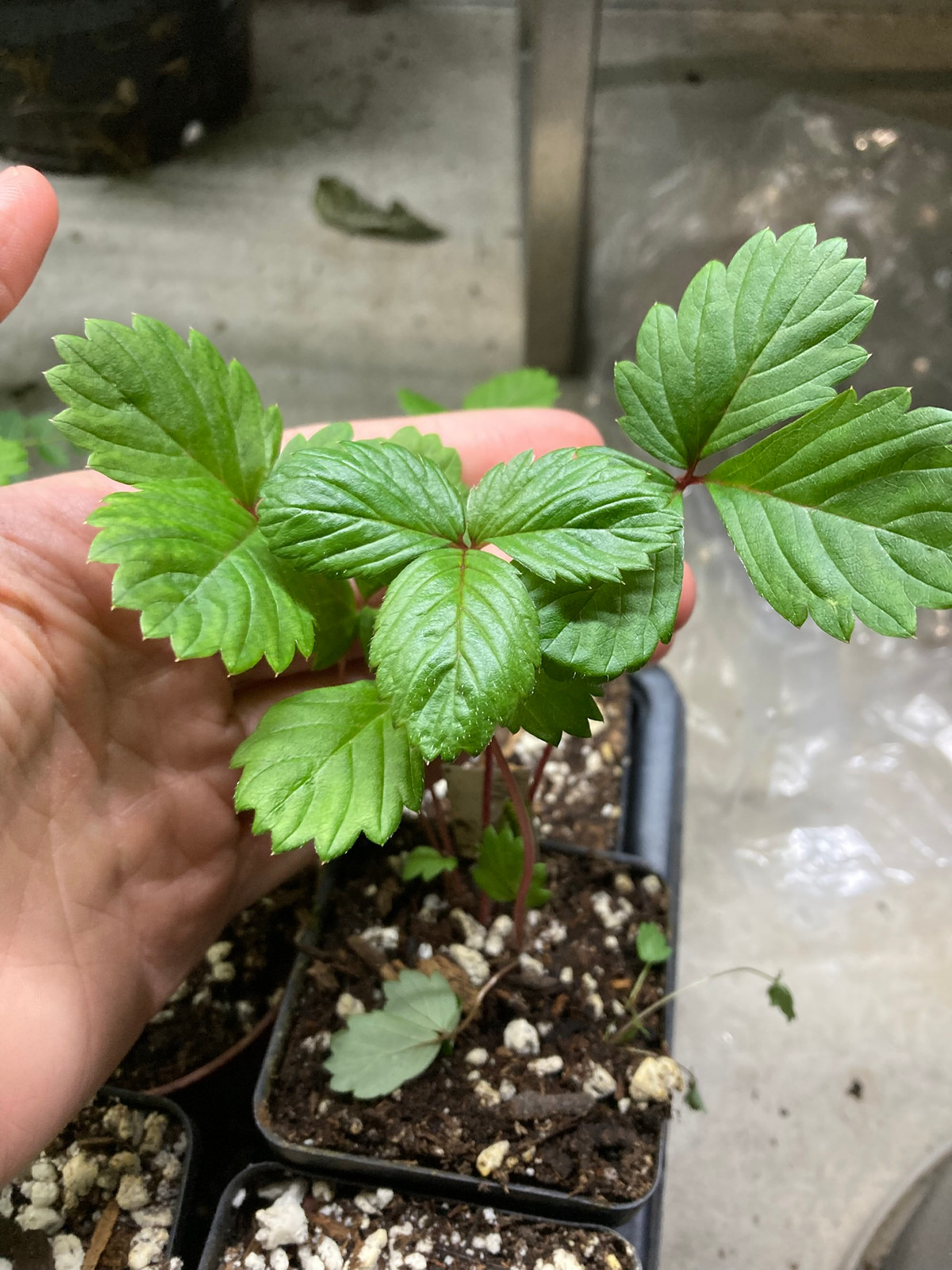 Fragaria 'White Soul' — Companion plant