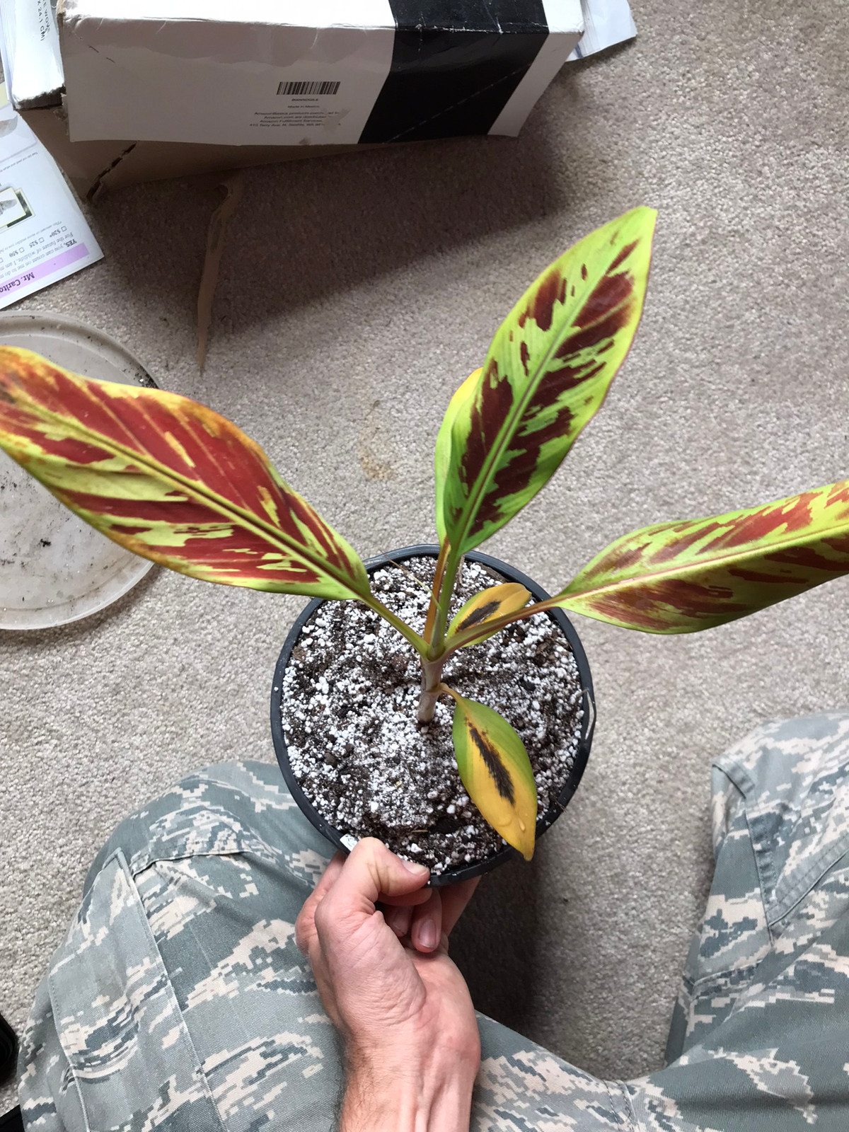 Musa "zebrina" — Companion plant