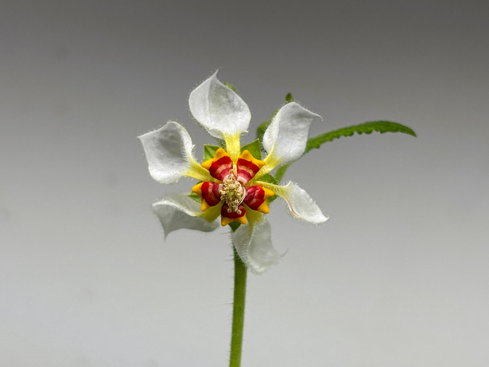 Nasa triphylla Seeds — Seeds