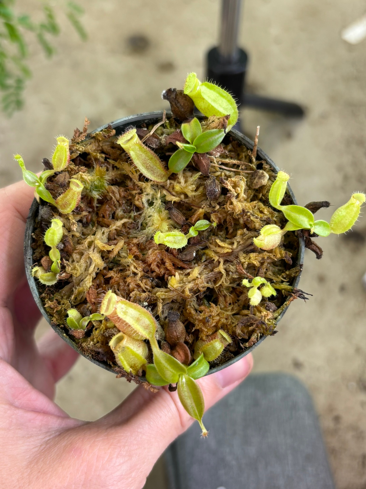 Nepenthes boschiana x sanguinea SG — Tropical pitcher plant