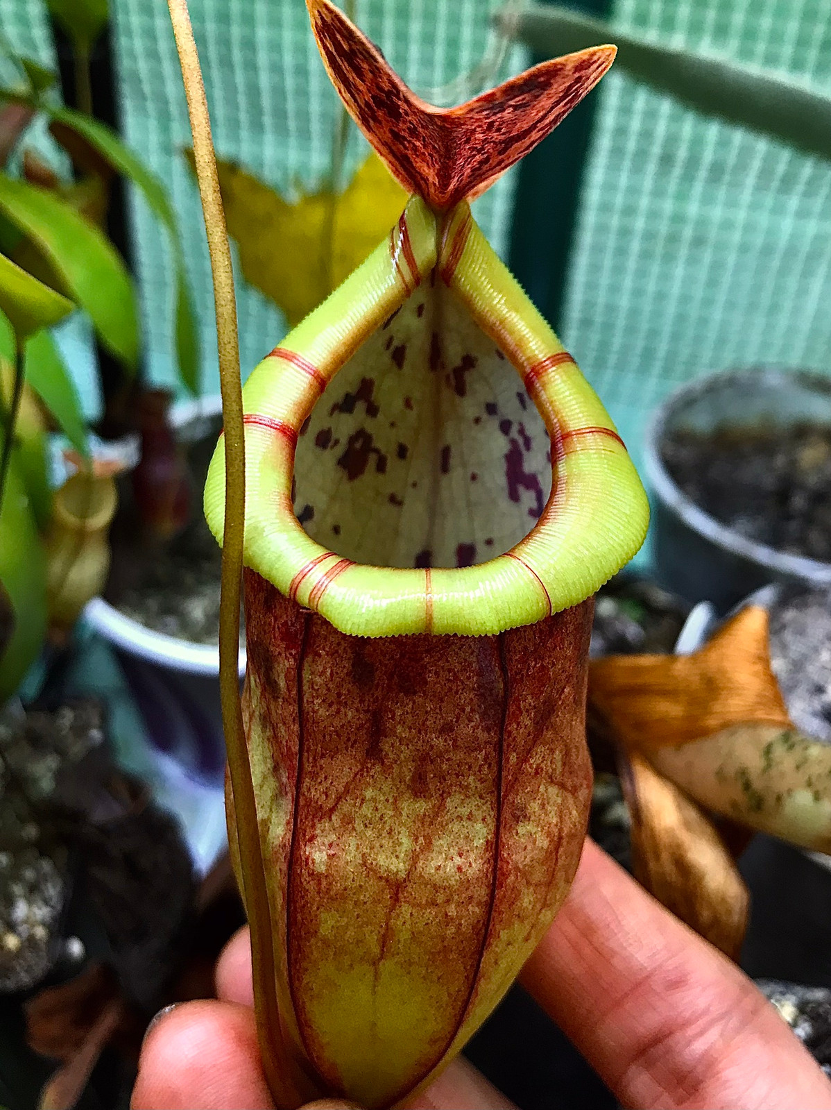 Nepenthes eustachya x tenuis BE-3971 — Tropical pitcher plant