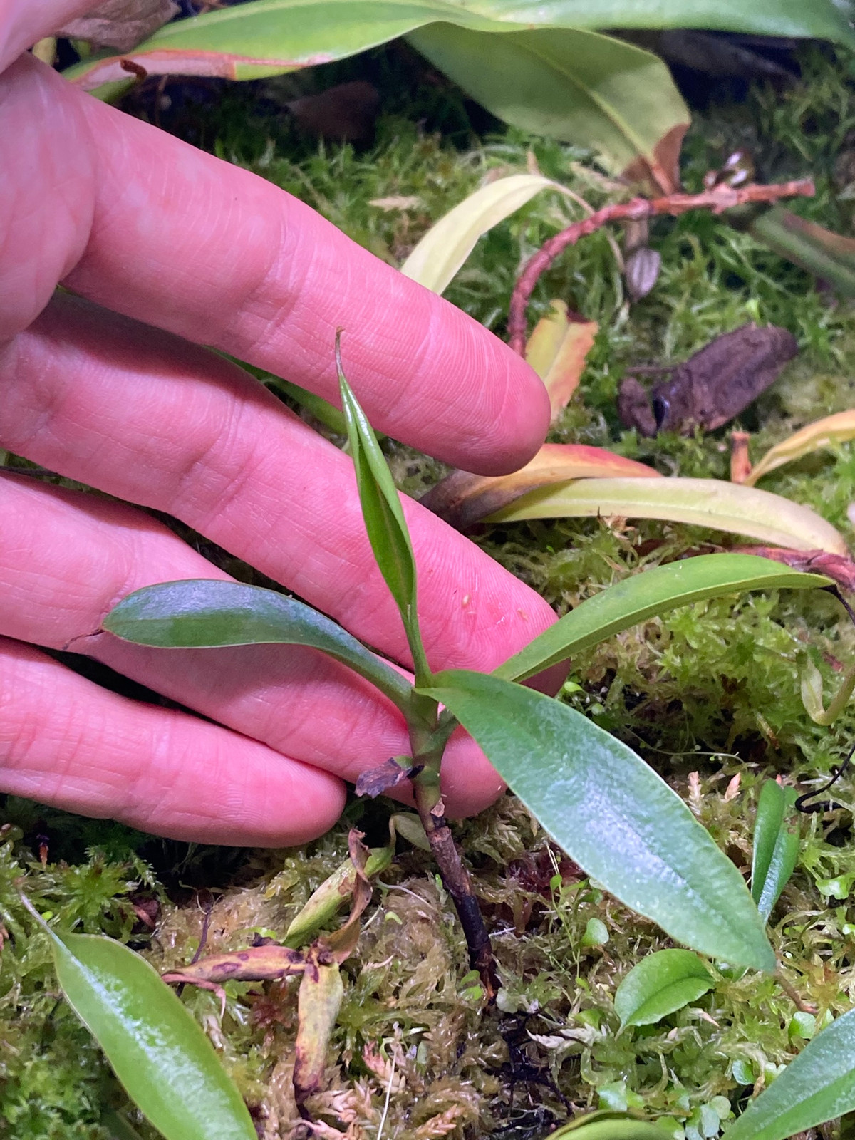 Nepenthes eustachya x tenuis BE-3971 — image 3