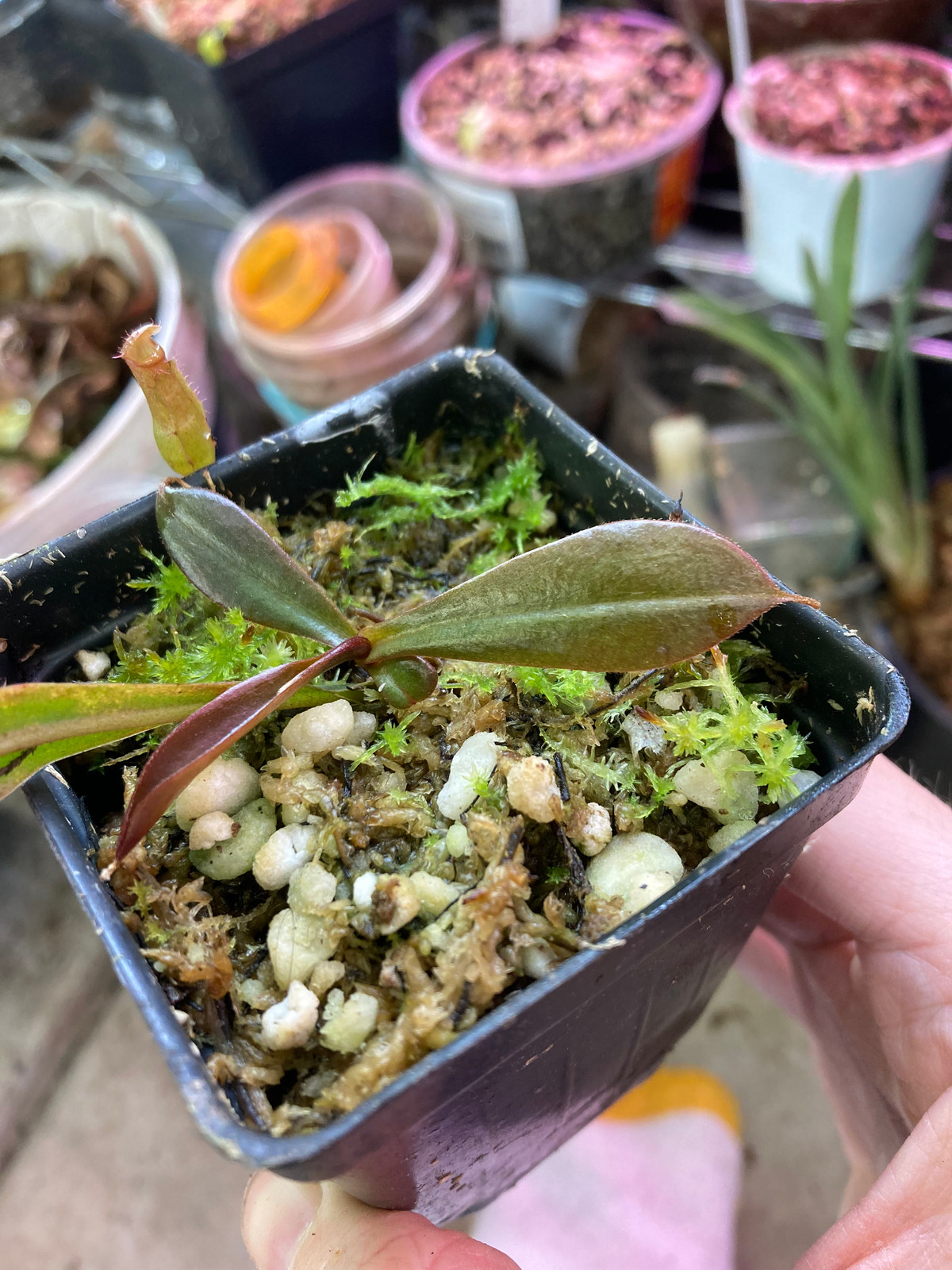 Nepenthes "Falcon" — image 2