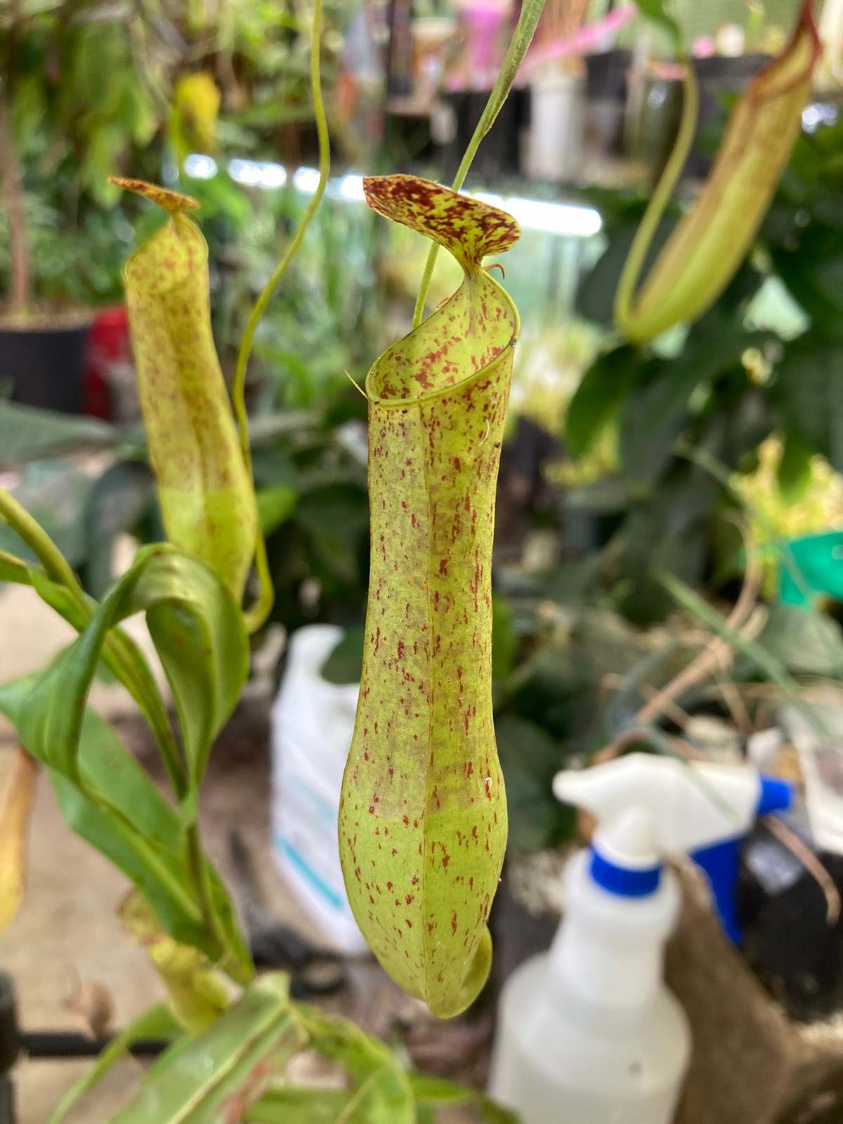Nepenthes gracilis "Singkawang, W. Kalimantan Borneo" HC A — Tropical pitcher plant