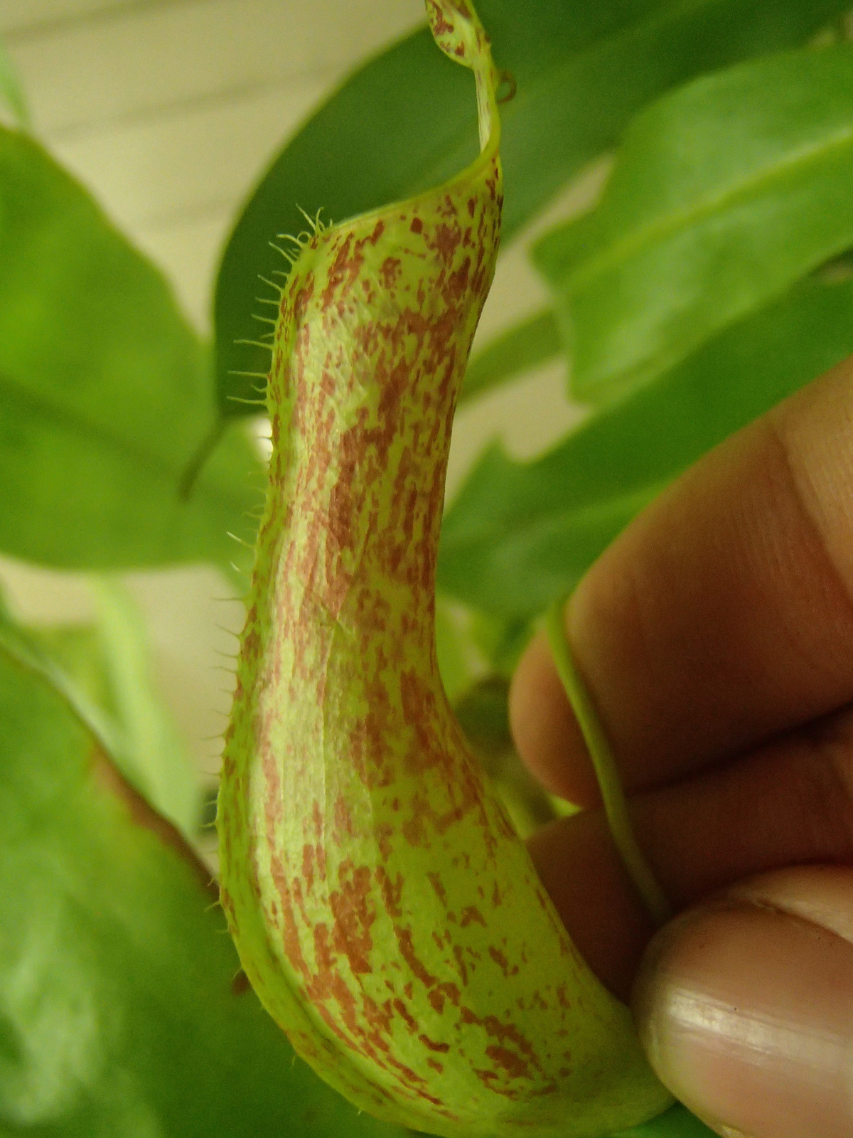 Nepenthes gracilis "Singkawang, W. Kalimantan" HC C — Tropical pitcher plant