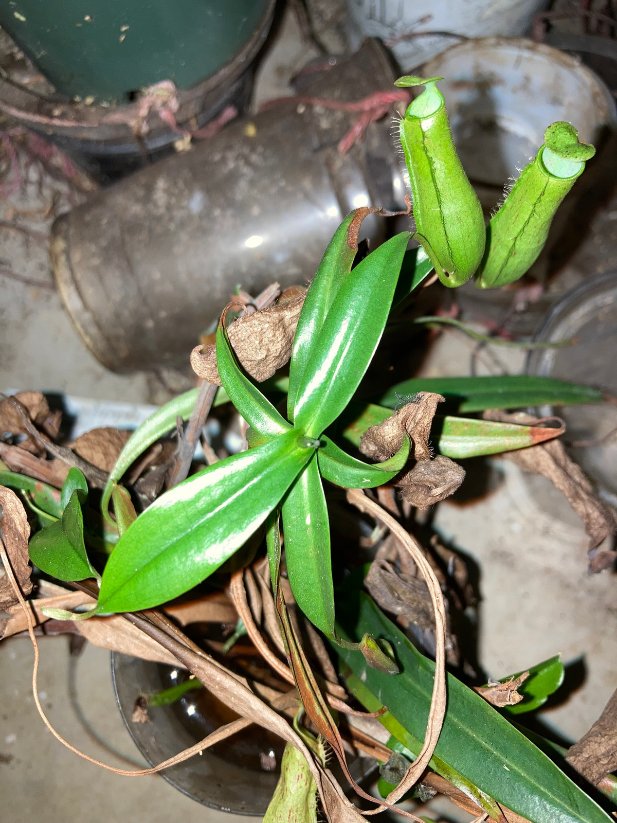Nepenthes gracilis "Singkawang, W. Kalimantan" HC C — image 3
