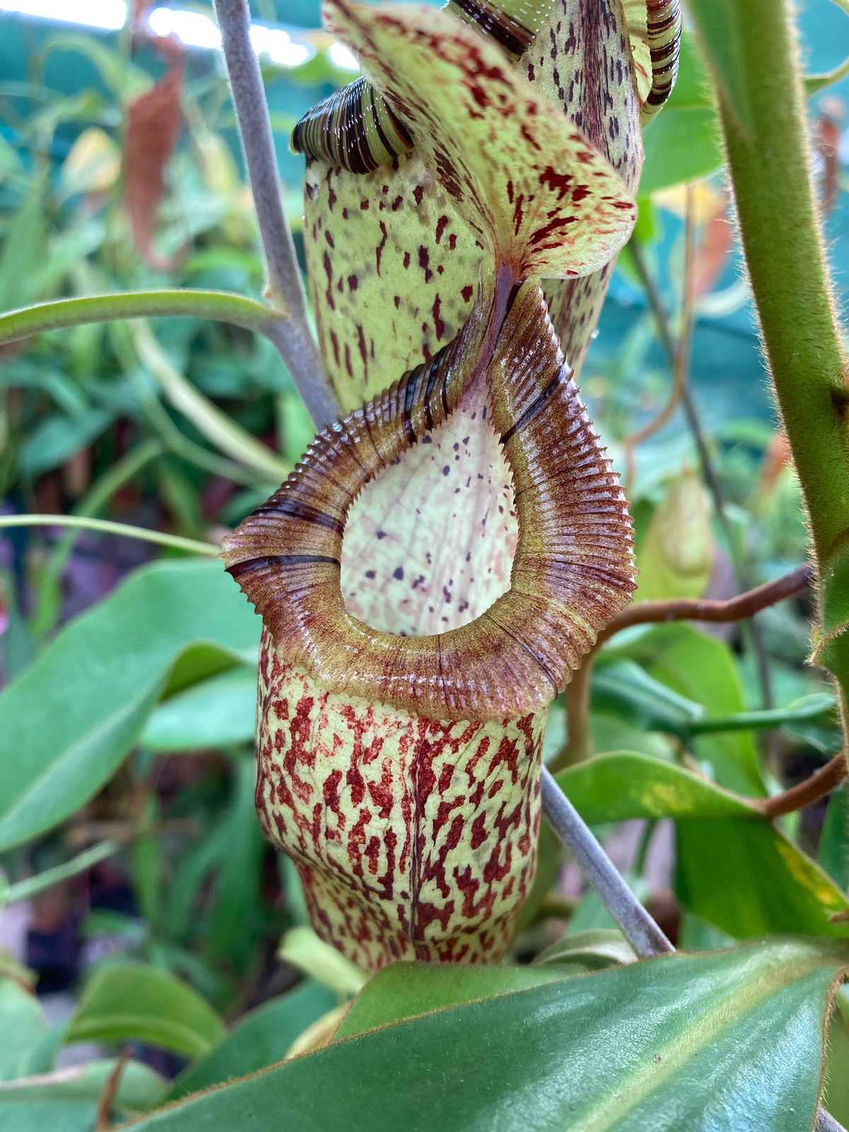 Nepenthes hamata x platychila MT — image 2