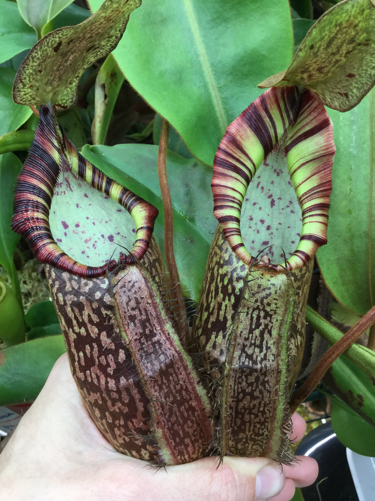 Nepenthes 'Helen' x spectabilis PB, HC A — Tropical pitcher plant