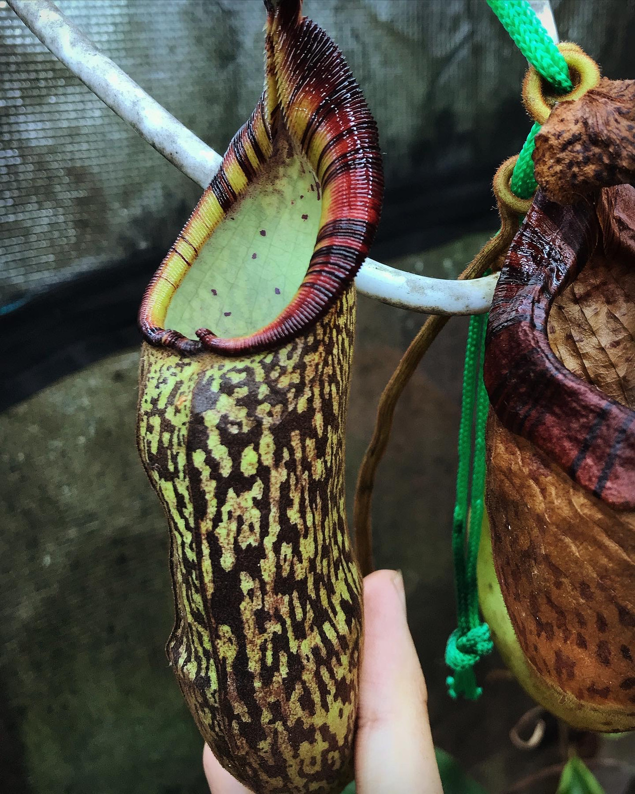 Nepenthes 'Helen' x spectabilis PB, HC A — image 2
