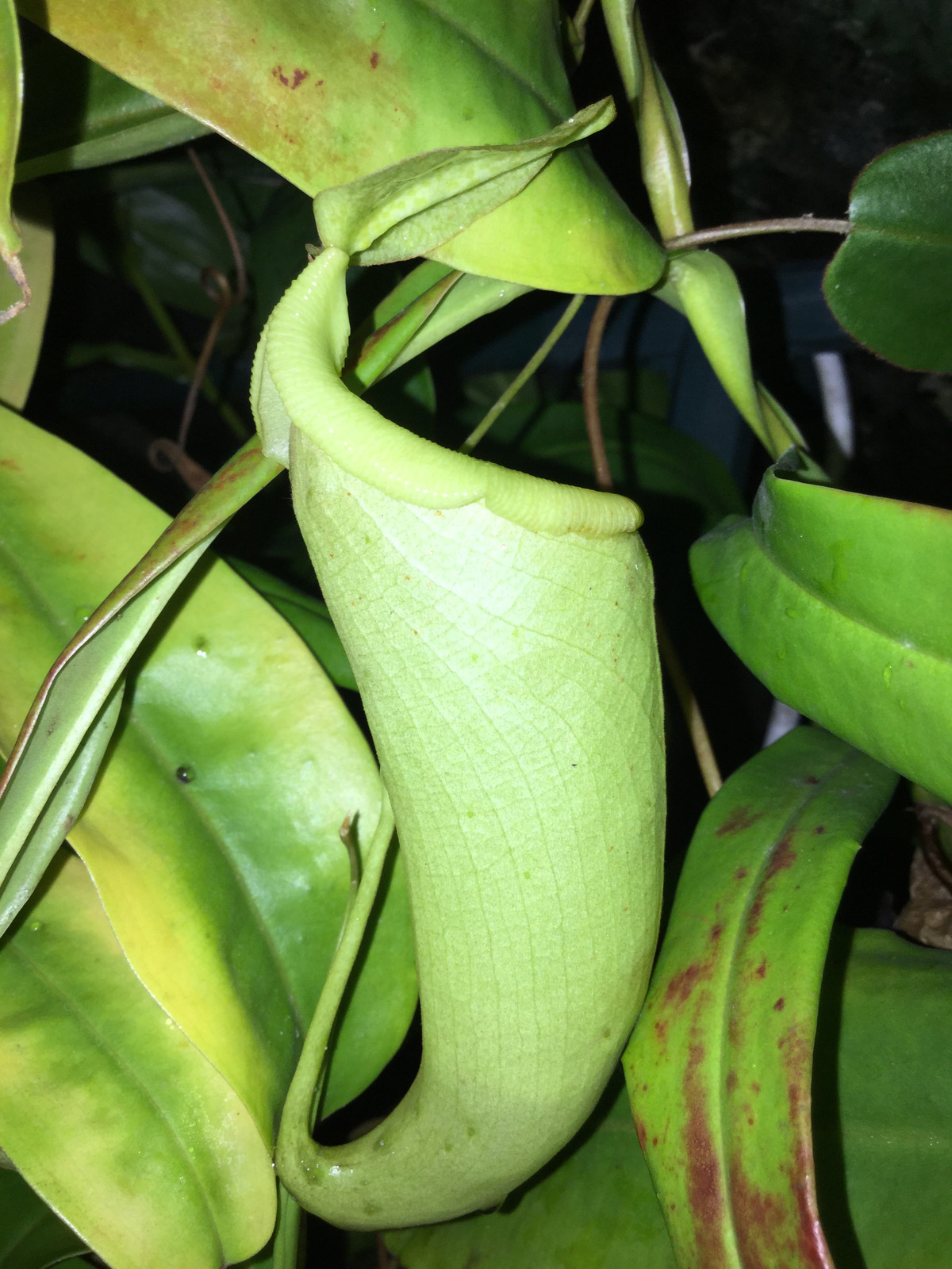 Nepenthes maxima 'Lake Poso' x "Rebecca Soper" HC A — image 2