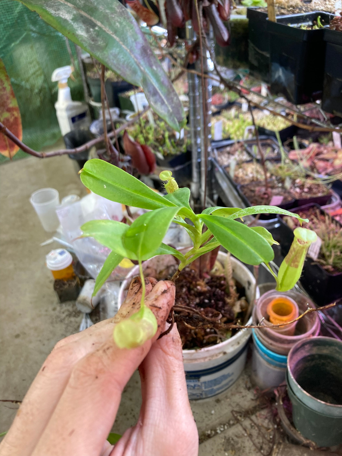 Nepenthes maxima 'Lake Poso' x "Rebecca Soper" HC A — image 3
