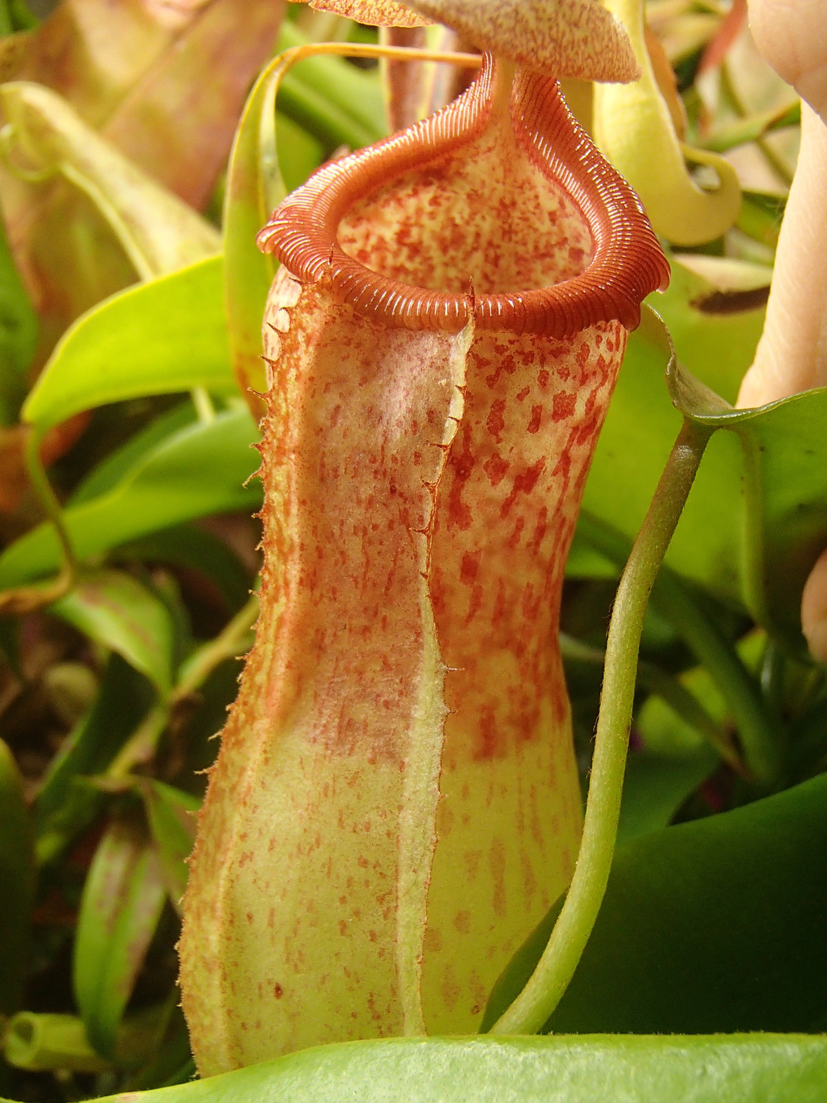 Nepenthes maxima 'Lake Poso' x "Rebecca Soper" HC B — Tropical pitcher plant